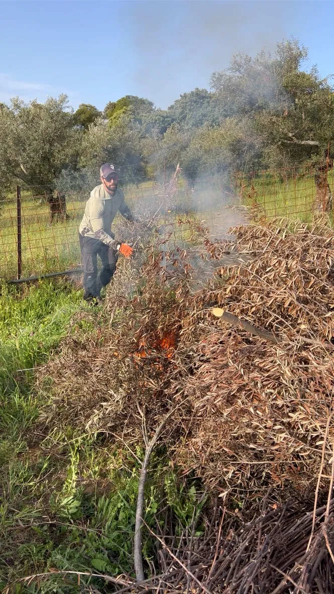 Operario de KORA amontonando restos de poda de olivo junto a una hoguera en un olivar