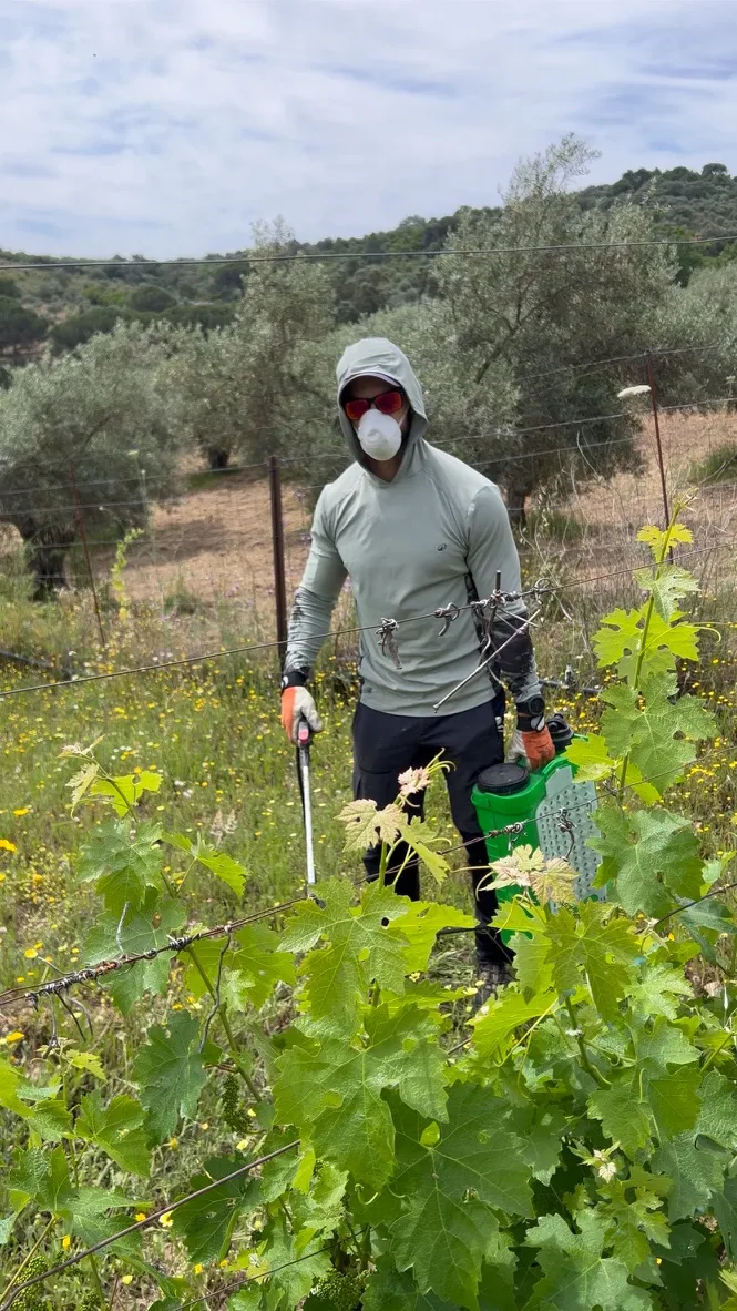Operario de KORA con mascarilla y gafas tratando una viña con una mochila pulverizadora